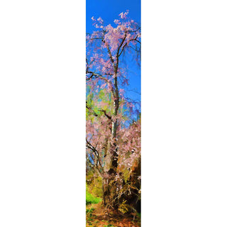 Abstract Flowers feature stunning weeping cherry blooms. The delicate flowers exude grace and beauty, making them a perfect addition to any home or office. Enjoy the peaceful and tranquil aura these abstract flowers bring to any space.  bstract Flowers by Alison Thomas of Serenity Scenes Photography and Digital Art.