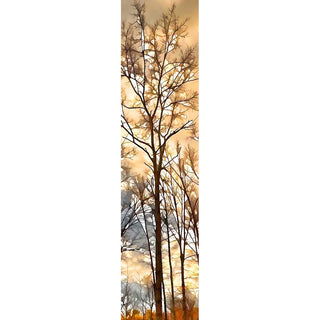 A winter tree after the storm has left with sunlight overtaking the dark clouds.  After the Rain by Alison Thomas of Serenity Scenes Photography and Digital Art.