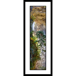 A tree growing on the side of and underneath Natural Bridge.  Cave Tree by Alison Thomas of Serenity Scenes Photography and Digital Art.