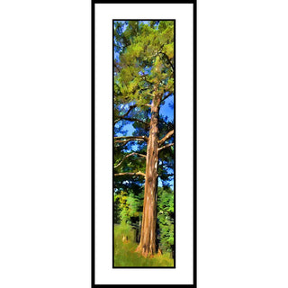An old cedar tree.  Cedar2 by Alison Thomas of Serenity Scenes Photography and Digital Art.