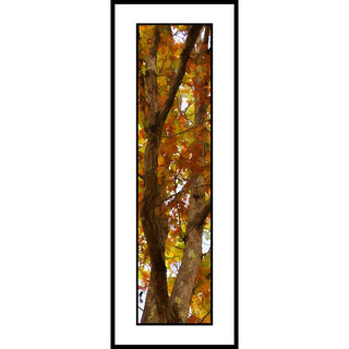A tree ready for climbing in fall color.  Climbing Tree by Alison Thomas of Serenity Scenes Photography and Digital Art.