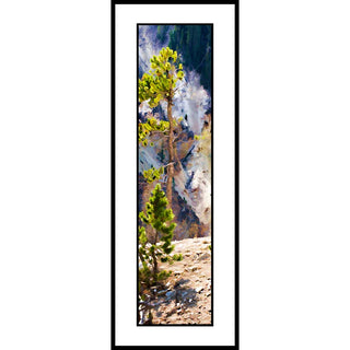 A conifer tree against the varied shades of Yellowstone Canyon in Yellowstone National Park.  Edge Tree by Alison Thomas of Serenity Scenes Photography and Digital Art.