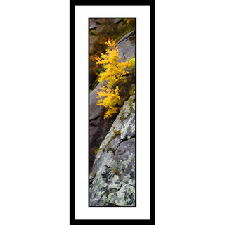 Capture the beauty of fall with this stunning, vertical panorama featuring a golden yellow tree growing in the rocks. Perfect for any wall, the vivid colors and intricate detailing will add a unique touch to your home or office.   Fall Begins by Alison Thomas of Serenity Scenes Photography and Digital Art.