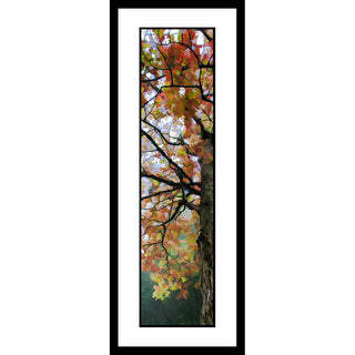 Fall Dogwood - Vertical Panorama