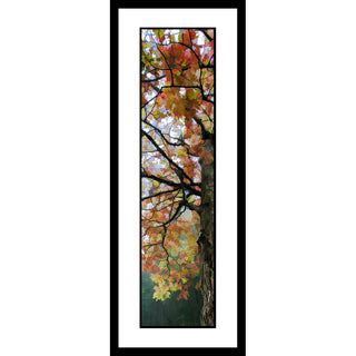 Capture the beauty of fall with this stunning vertical panorama of vibrant fall Dogwood colors. Enjoy vibrant hues as you bring the season into your home. Perfect for any wall, this picture will add a splash of color to any space.  Fall Dogwood by Alison Thomas of Serenity Scenes Photography and Digital Art.