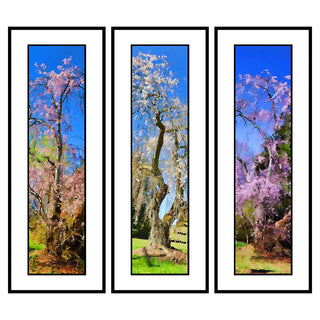 Abstract Flowers, Weeping White, and Pink Woods in an abstract grouping of cherry flowers in bloom. Vibrant colors to bring interest to any area.  Flowers Grouping by Alison Thomas of Serenity Scenes Photography and Digital Art.