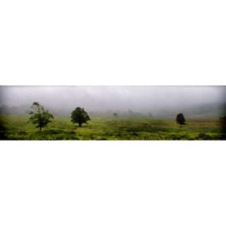 Fog Trees is a stunning digital art print featuring trees in a meadow surrounded by fog. Let your space be transformed into a tranquil natural haven with this breathtaking image.  Fog Trees by Alison Thomas of Serenity Scenes Photography and Digital Art.