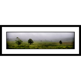 Fog Trees - Horizontal Panorama