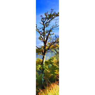 Springtime in the mountains as a tree starts to grow new leaves.  Leafing Out by Alison Thomas of Serenity Scenes Photography and Digital Art.