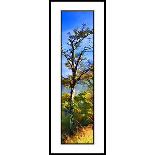 Springtime in the mountains as a tree starts to grow new leaves.  Leafing Out by Alison Thomas of Serenity Scenes Photography and Digital Art.