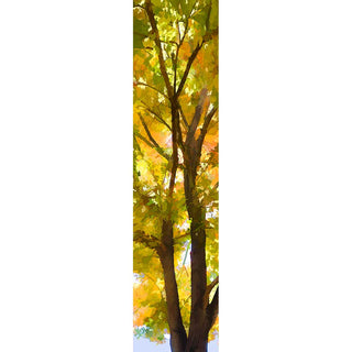 A solitary tree poised between the lush vibrancy of summer and the warm hues of fall. Season Change by Alison Thomas of Serenity Scenes Photography and Digital Art.
