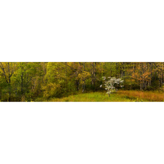 Horizontal panorama "Spring Surprise" features a stunning view of a small flowering dogwood framed by a lush green forest - an ideal addition to any room. Immerse yourself in the beauty of your surroundings.  Spring Surprise by Alison Thomas of Serenity Scenes Photography and Digital Art.