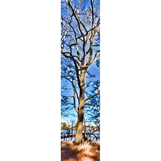 Experience the serene beauty of winter with our Tangled Winter - Vertical Panorama. Featuring a bare tree with intricately tangled branches, this piece captures the essence of the season. Perfect for any space, it brings a sense of tranquility and wonder. Tangled Winter by Alison Thomas of Serenity Scenes Photography and Digital Art.