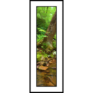 Tree on the bank of a creek.  Tree on the Bank by Alison Thomas of Serenity Scenes Photography and Digital Art.