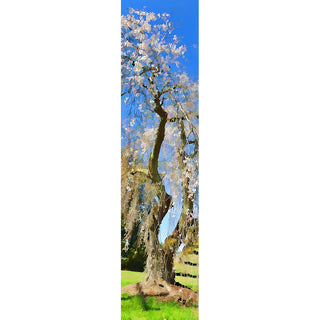 This vertical panorama captures the unique beauty of a weeping white tree in a stunning image. Perfect for any nature lover, this piece will add a touch of elegance to any room. Experience the tranquility and serenity of nature through this exceptional tree portrait. Weeping White by Alison Thomas of Serenity Scenes Photography and Digital Art.
