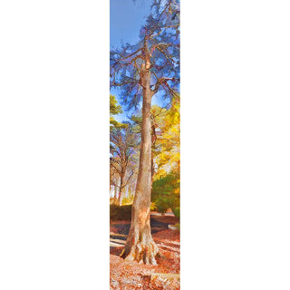 A winter tree surrounded by colors of yellow, blue, and green.   Winter Color by Alison Thomas of Serenity Scenes Photography and Digital Art.