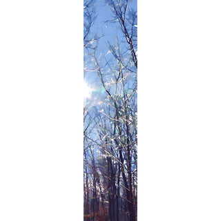 The sun is out after a snowstorm.  Winter Trees by Alison Thomas of Serenity Scenes Photography and Digital Art.