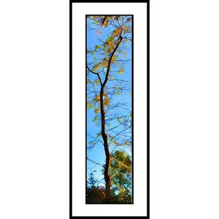 Tall thin tree with sparse yellow leaves against a bright blue sky.  Slim by Alison Thomas of Serenity Scenes Photography and Digital Art.