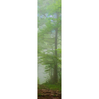 Sometimes the mist on the mountain is a low-hanging cloud, carrying rain to the valley below. A green tree on the side of a woodland path is haloed in such a fog, bits of blue sky peeking through its uppermost branches.  A Walk in the Fog by Alison Thomas of Serenity Scenes Photography and Digital Art.