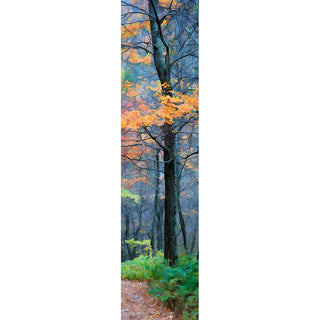 The last orange leaves of autumn in a dense, dark forest. Fog lingers between the nearly bare trees, and a path beckons. Color in the Fog by Alison Thomas of Serenity Scenes Photography and Digital Art.