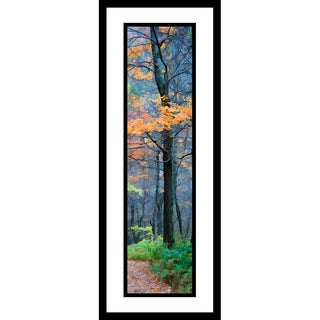 The last orange leaves of autumn in a dense, dark forest. Fog lingers between the nearly bare trees, and a path beckons. Color in the Fog by Alison Thomas of Serenity Scenes Photography and Digital Art.