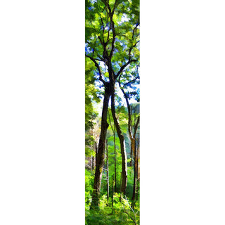 Two tall trees lean together, so that their their highest branches intertwine, separate and interconnected all at once. Sunlight suffuses the scene, green summer leaves on all the trees.  Intertwined by Alison Thomas of Serenity Scenes Photography and Digital Art.