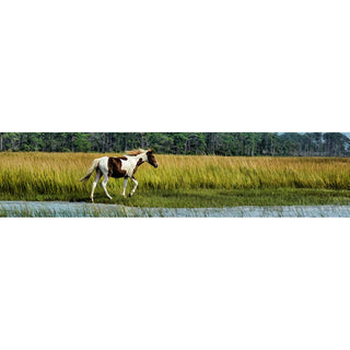 A brown-and-white spotted pony walks peacefully beside a stream in a field of tall grass, its mane and tail caught in a light breeze. Island Pony by Alison Thomas of Serenity Scenes Photography and Digital Art.