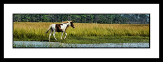 A brown-and-white spotted pony walks peacefully beside a stream in a field of tall grass, its mane and tail caught in a light breeze. Island Pony by Alison Thomas of Serenity Scenes Photography and Digital Art.