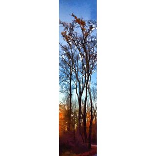 The last orange leaves of fall cling to the topmost branches of tall, slender trees. The stark light of sunrise shines low in the sky and points to the path beside the trees, leading deeper into the forest. Last Leaves by Alison Thomas of Serenity Scenes Photography and Digital Art.