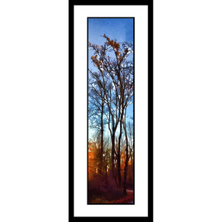 The last orange leaves of fall cling to the topmost branches of tall, slender trees. The stark light of sunrise shines low in the sky and points to the path beside the trees, leading deeper into the forest. Last Leaves by Alison Thomas of Serenity Scenes Photography and Digital Art.