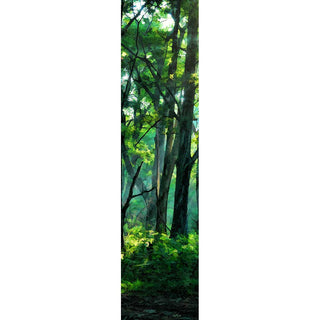 A hint of fog lingers in a still forest soaked in the rich greens of summer, tinging the distance slightly blue. Sunlight cuts through the high branches, casting sharp shadows on the forest floor.  Lifting Fog by Alison Thomas of Serenity Scenes Photography and Digital Art.