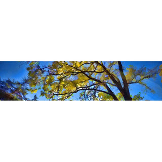 We need to look all around, including up, to see beauty. Yellow leaves on a tall tree shine in the light of a bright autumn day and stand out against the bright blue sky. Looking Up by Alison Thomas of Serenity Scenes Photography and Digital Art.