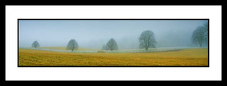 Five bare trees stand in a field of yellow crossed with a white fence. Fog obscures the distance in a gray haze, so the trees appear completely alone.  Misty Morning by Alison Thomas of Serenity Scenes Photography and Digital Art.