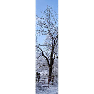 Snow on the trees is starting to melt off as the sun rises and the sky turns blue. Morning Snow by Alison Thomas of Serenity Scenes Photography and Digital Art.