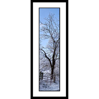 Snow on the trees is starting to melt off as the sun rises and the sky turns blue. Morning Snow by Alison Thomas of Serenity Scenes Photography and Digital Art.