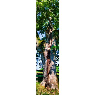 An old green tree with a distinctive trunk.  Old Green by Alison Thomas of Serenity Scenes Photography and Digital Art.