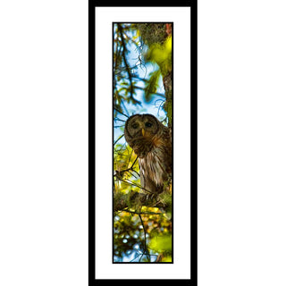 A barred owl perches in a tree draped with Spanish moss, staring out. It grips its branch with long talons. Stray leaves and moss frame the scene. My husband spotted the owl. He's good at that. Peeking by Alison Thomas of Serenity Scenes Photography and Digital Art.