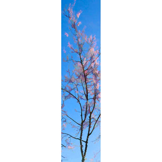 Feast your eyes on this vibrant and unique vertical panorama digital art – a flowering tree branch set against a beautiful blue sky. Are you ready to be awestruck by this stunning display of nature's beauty? Get ready to be mesmerized! Pink and Blue by Alison Thomas of Serenity Scenes Photography and Digital Art.