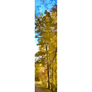 Thin, golden trees cluster together at the side of the road, abounding with autumn foliage. Their vibrant leaves stand out against the splash of bright blue sky above.  Roadside Yellow by Alison Thomas of Serenity Scenes Photography and Digital Art.