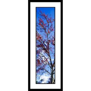 A red flowering tree against a blue sky and white clouds. Sky Red by Alison Thomas of Serenity Scenes Photography and Digital Art.