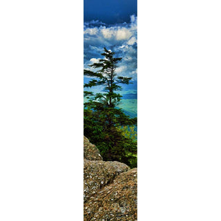 An evergreen tree on the mountain side stands tall, framed by the lichen-covered rocks before it, the valley below it, the mountains beyond, and bright white clouds above. Sky Tree by Alison Thomas of Serenity Scenes Photography and Digital Art