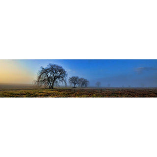 A line of bare willow trees appear in a field at sunrise. The sun tinges the eastern sky pink and yellow, but shadowy blues and grays swallow up the trees in the distance.  Sunrise Tree Line by Alison Thomas of Serenity Scenes Photography and Digital Art