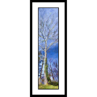 The first buds of spring appear on a tall tree's branches, reaching up into the sky. Green moss grows up the white bark of its trunk. White clouds lift up, higher in the sky as they are burned off by the sun. Both clouds and blue sky appear textured as though painted. Uplift by Alison Thomas of Serenity Scenes Photography and Digital Art.