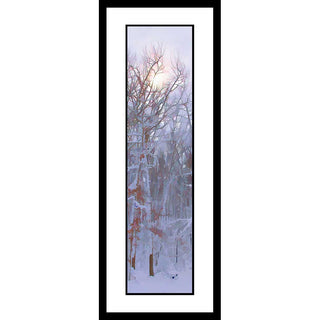 The woods are all in white from a heavy snow. The sun is shining through the trees. White Woods by Alison Thomas of Serenity Scenes Photography and Digital Art.