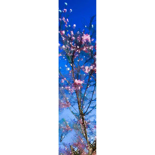 Discover vibrant energy with Windy Pink – an abstract panorama of bright pink flowers that invokes the joy of spring! This vertical piece will add life to any room; its beauty will make your heart soar with passion, while its inspiring hues bring a sense of calm. Ready to open yourself up to something special? Invite Windy Pink into your home!  Windy Pink by Alison Thomas of Serenity Scenes Photography and Digital Art.