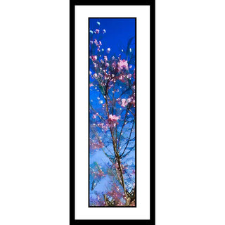 Discover vibrant energy with Windy Pink – an abstract panorama of bright pink flowers that invokes the joy of spring! This vertical piece will add life to any room; its beauty will make your heart soar with passion, while its inspiring hues bring a sense of calm. Ready to open yourself up to something special? Invite Windy Pink into your home!  Windy Pink by Alison Thomas of Serenity Scenes Photography and Digital Art.