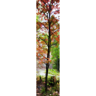 Soft light falls on a meandering creek running through a forest at the beginning of autumn. On the edge of the creek, red and orange leaves mark a young sapling out from the rest of the forest. Young Orange by Alison Thomas of Serenity Scenes Photography and Digital Art.