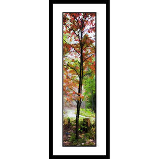 Soft light falls on a meandering creek running through a forest at the beginning of autumn. On the edge of the creek, red and orange leaves mark a young sapling out from the rest of the forest. Young Orange by Alison Thomas of Serenity Scenes Photography and Digital Art.