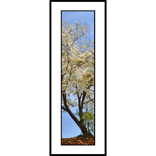 This vertical panorama features a stunning image of a spring dogwood tree, with its signature white blooms in full display. Bring the beauty of nature into your home or office with this striking piece.  Branching Dogwood by Alison Thomas of Serenity Scenes Photography and Digital Art.