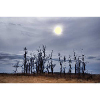 A scaggly group of trees with storm clouds behind and the sun just breaking through.  Breakthrough Sun by Alison Thomas of Serenity Scenes Photography and Digital Art.